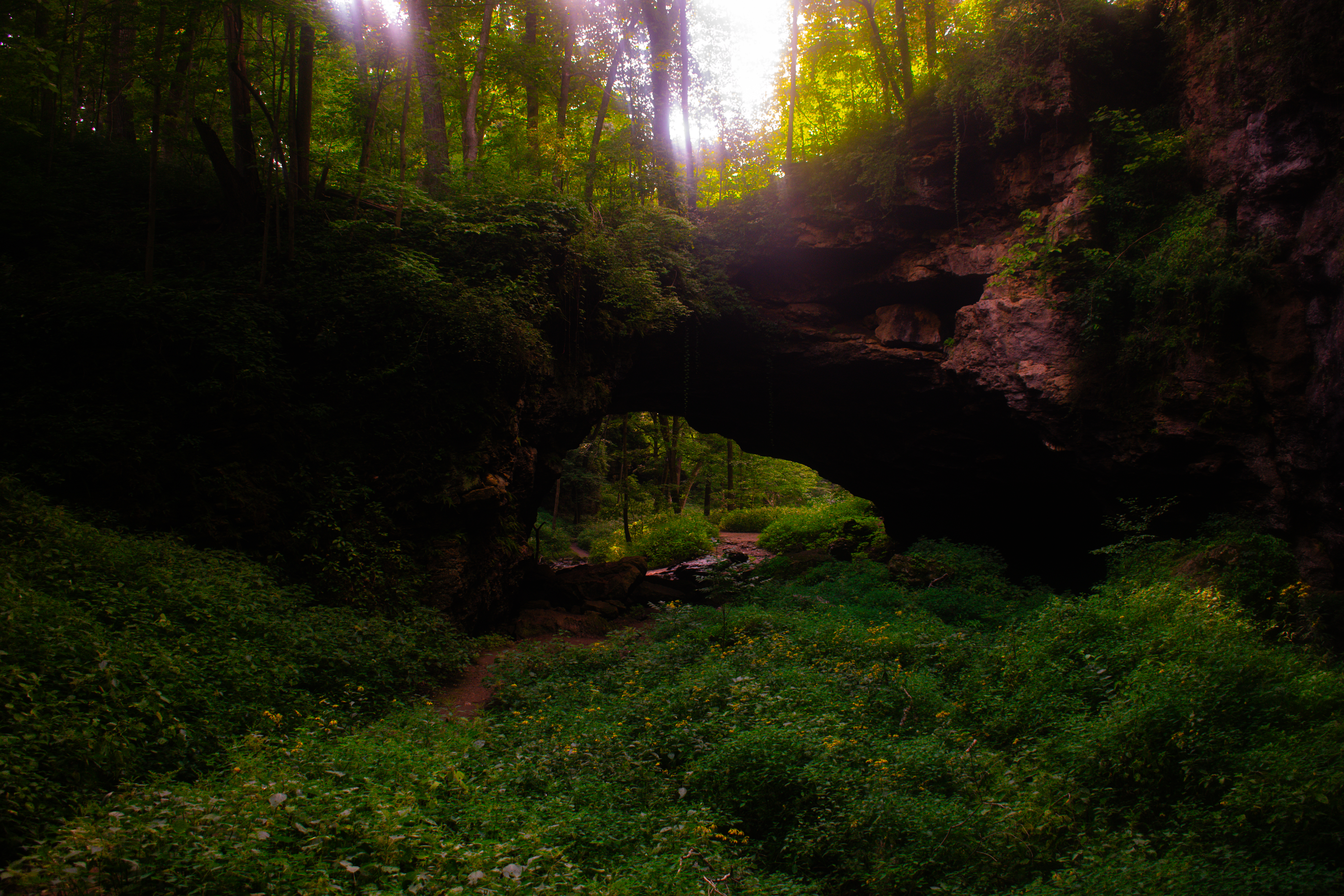 Lush green forest with a natural rock bridge